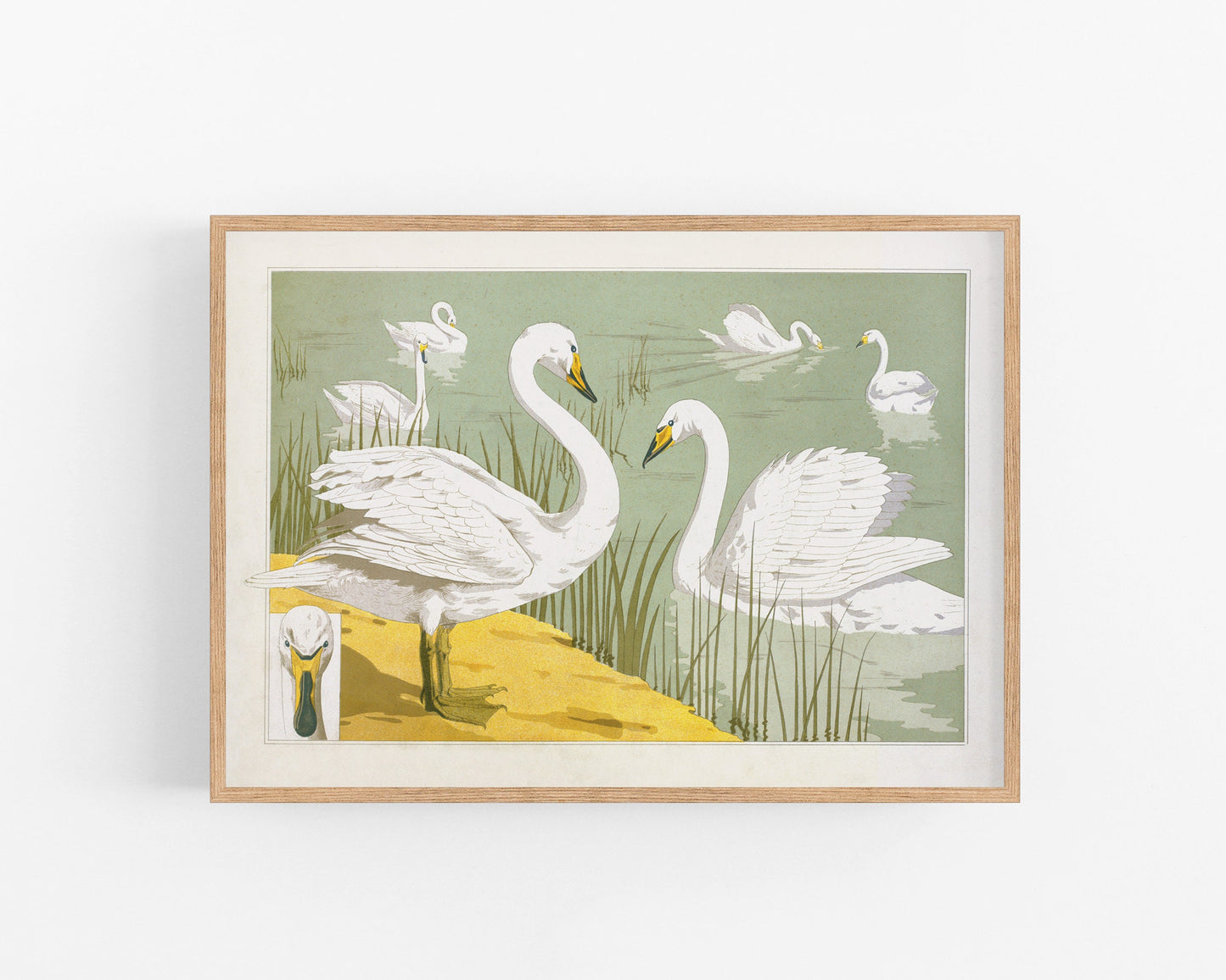 Art nouveau swan | Verneuil L'animal dans la Décoration | Water bird art | Natural History print | Modern vintage décor | Eco-friendly gift