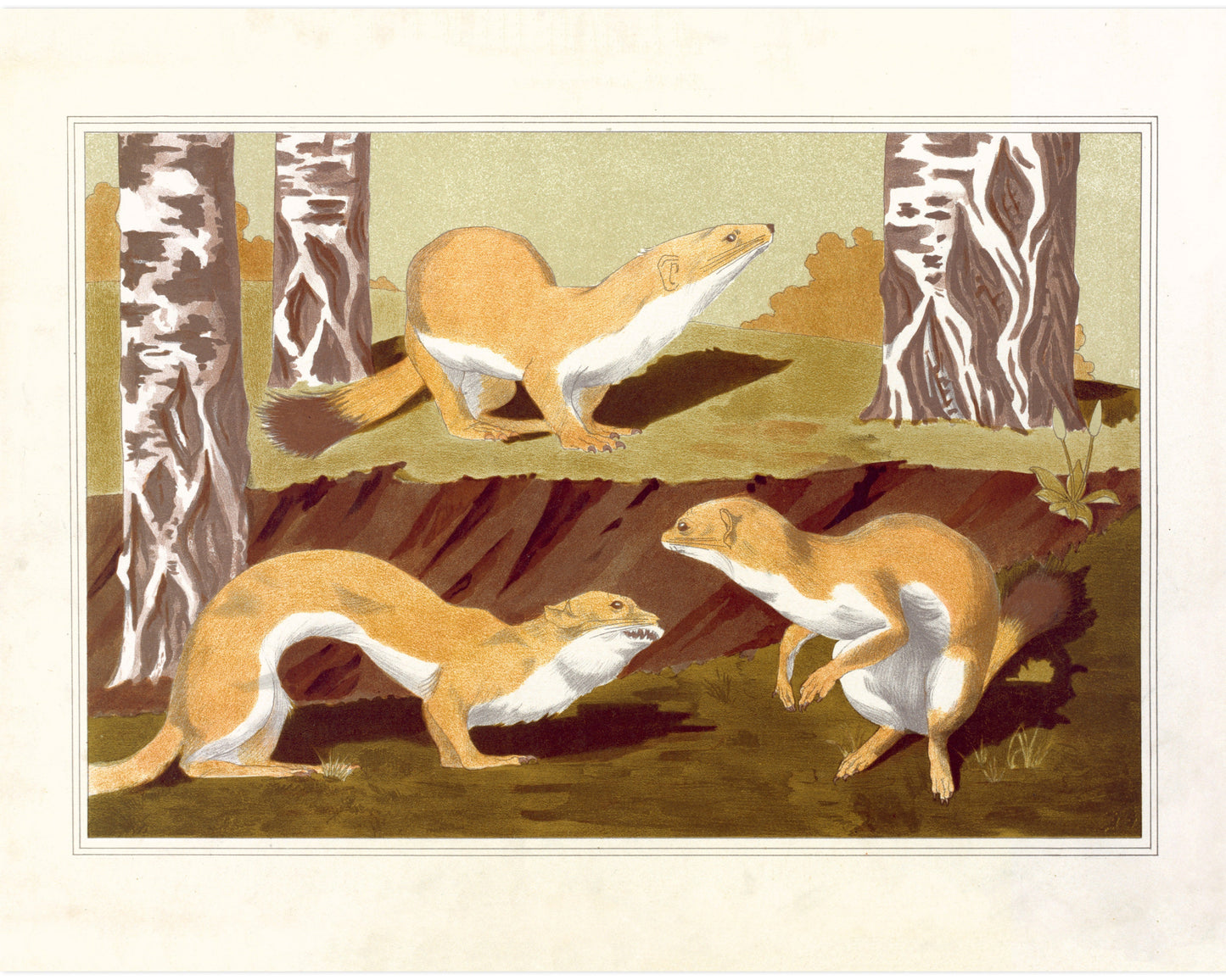 Art nouveau ermine | L'animal dans la Décoration | Wild animal print | Natural History art | Modern vintage décor | Eco-friendly gift