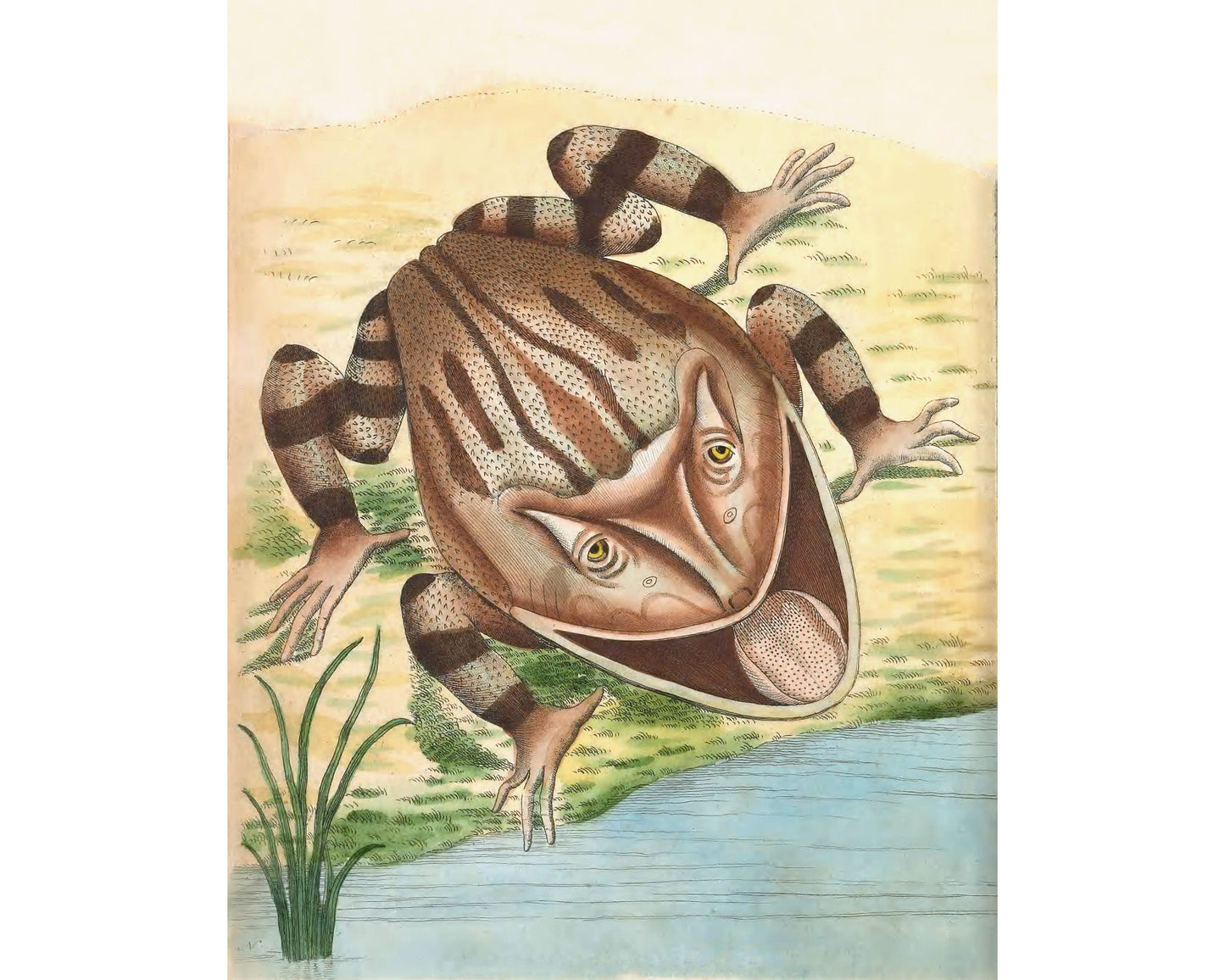 Antique frog art | Horned toad print | 18th century natural history | Water, swamp animal | Modern vintage décor | Eco-friendly gift