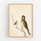 Antique bird art | 18th century wren and thrush illustration | Natural history print | Animal wall art | Modern vintage décor