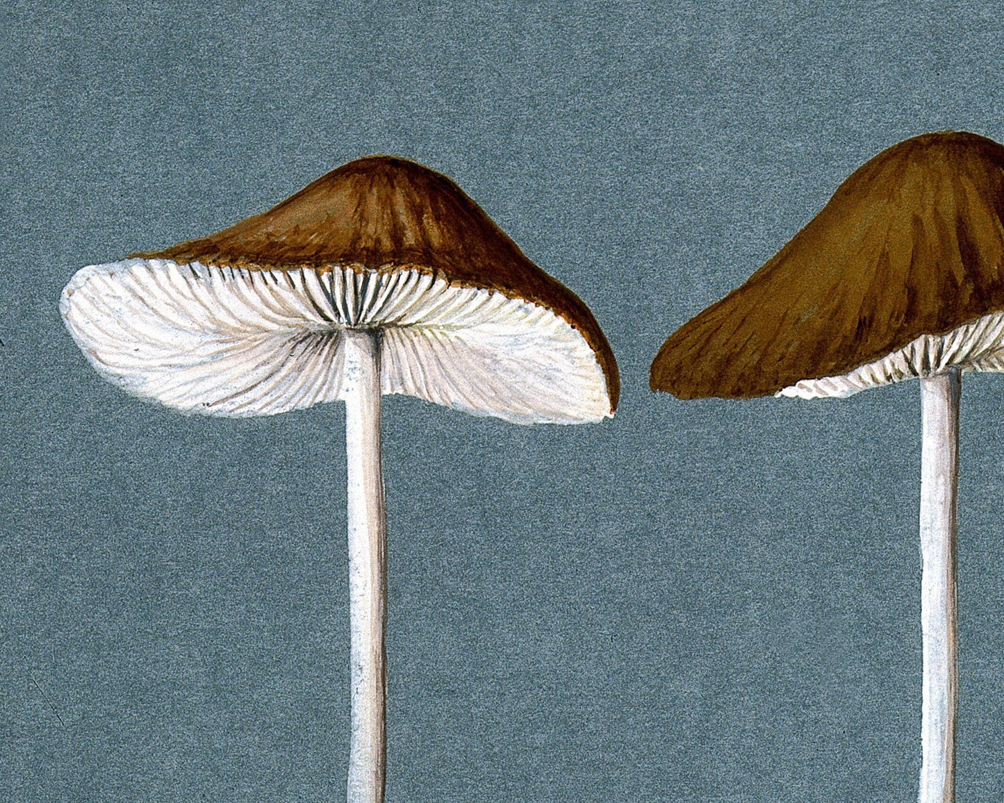 Vintage mushroom art print | Fungus, fungi illustration | Antique botanical print | Natural History wall art | Modern vintage decor