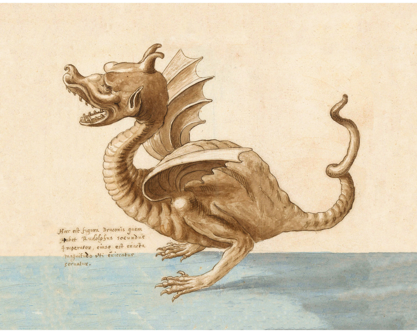 Vintage dragon drawing | Antique Dracke, Draco | 16th cent Latin text | Medieval natural history | Fantasy wall art | Ancient beastiary