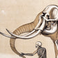 Human & elephant anatomy print | Vintage anatomical illustration | Antique bones | Skeleton wall art | Veterinarian and doctor gift