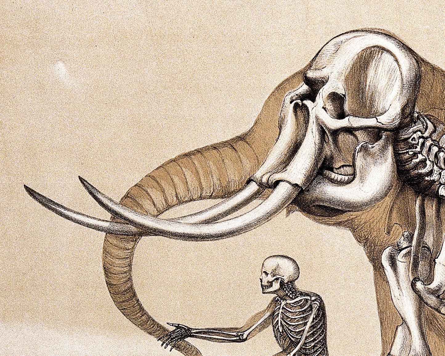 Human & elephant anatomy print | Vintage anatomical illustration | Antique bones | Skeleton wall art | Veterinarian and doctor gift