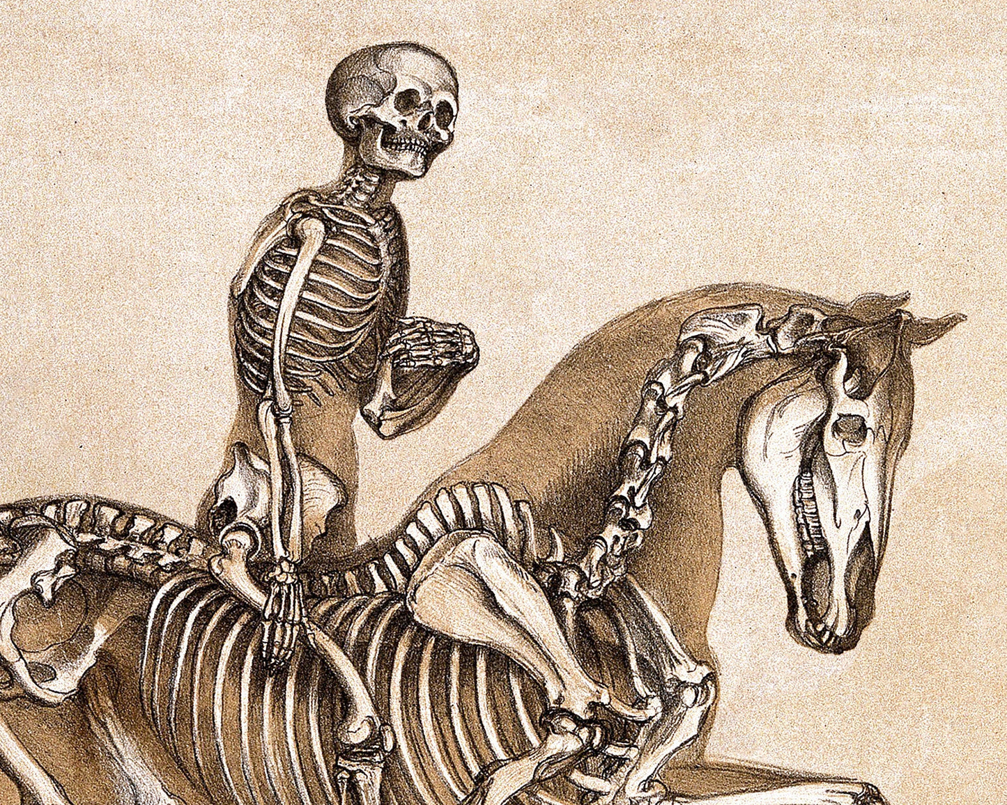 Vintage anatomical illustration | Human & horse anatomy | Antique bones | Skeleton wall art | Veterinarian and doctor gift