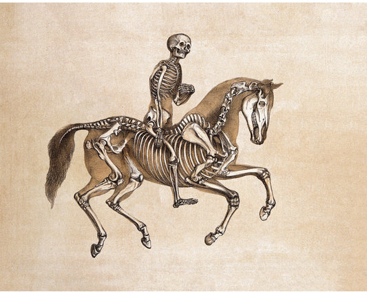 Vintage anatomical illustration | Human & horse anatomy | Antique bones | Skeleton wall art | Veterinarian and doctor gift