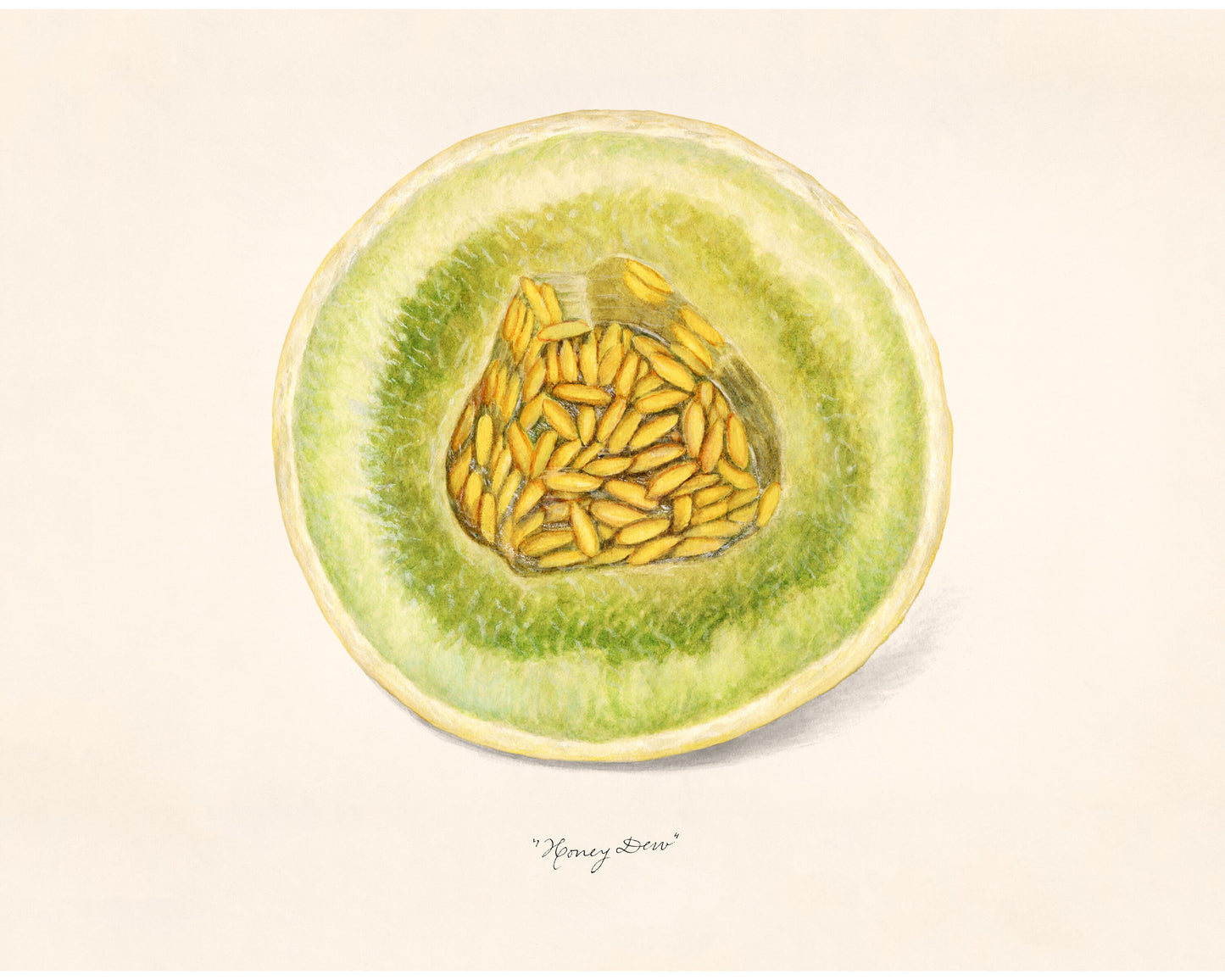Fruit fine art print | Melon painting | Honey dew illustration | Female artist | Food and kitchen wall art | Minimalist art | Dept. of Ag