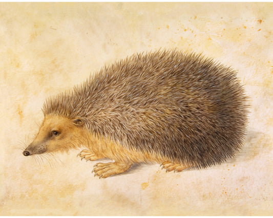 Ancient hedgehog art print | A hedgehog by Hans Hoffman | 16th century animal art | Natural history wall art | Modern vintage décor