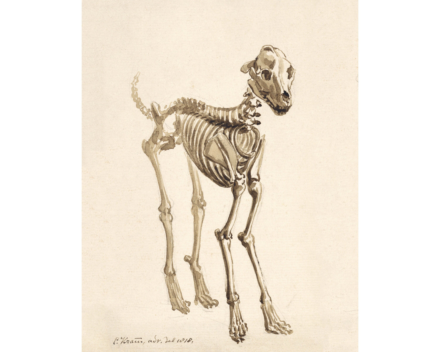 Skeleton of a dog | Vintage canine anatomy print | Antique bones | Skeleton wall art | Veterinarian and doctor gift