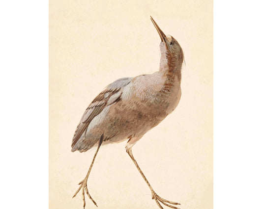 Antique bird art | a Star Bittern | 18th century Aert Schouman | Natural history illustration | Animal wall art | Minimalist décor