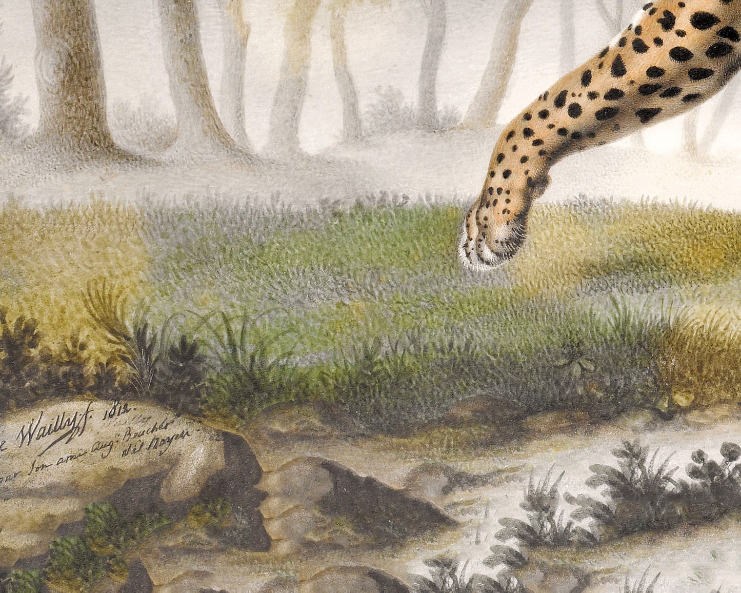 Vintage leopard print | Antique animal art | Jungle cat wall art | Zoology illustration | French artist | Wild animal portrait