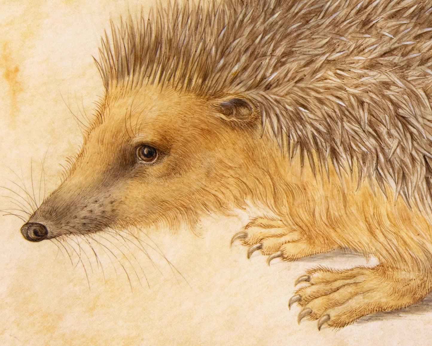 Ancient hedgehog art print | A hedgehog by Hans Hoffman | 16th century animal art | Natural history wall art | Modern vintage décor
