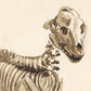 Skeleton of a dog | Vintage canine anatomy print | Antique bones | Skeleton wall art | Veterinarian and doctor gift