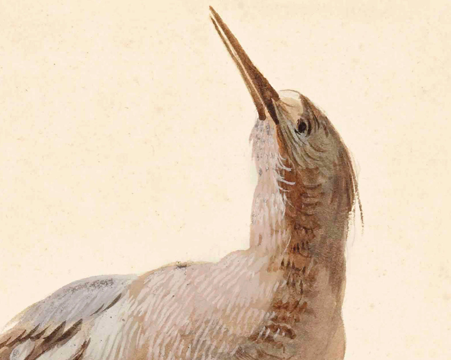 Antique bird art | a Star Bittern | 18th century Aert Schouman | Natural history illustration | Animal wall art | Minimalist décor