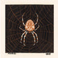 Vintage spider web art | Art nouveau insect woodcut print | Arachnid wall art | Julie de Graag | Female artist | Vintage Halloween décor