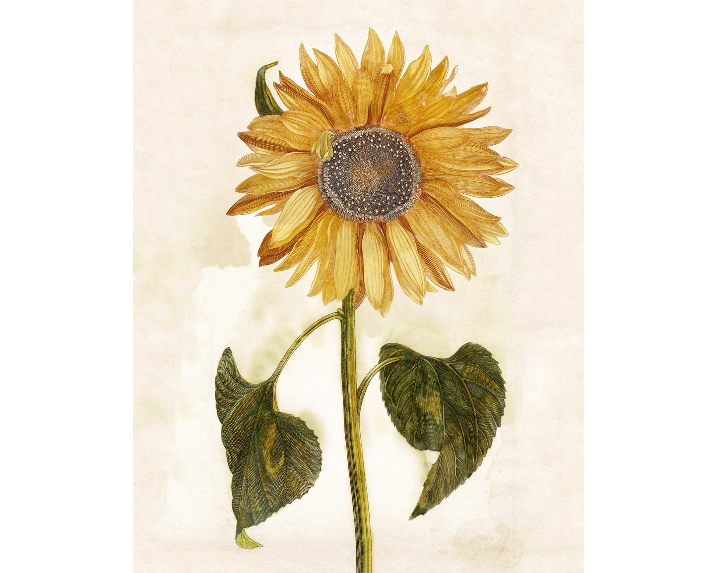 Ancient Vintage sunflower | 17th century Giclée fine art print | Golden flower | Modern Vintage decor | Eco-friendly gift