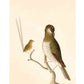 Antique bird art | 18th century wren and thrush illustration | Natural history print | Animal wall art | Modern vintage décor