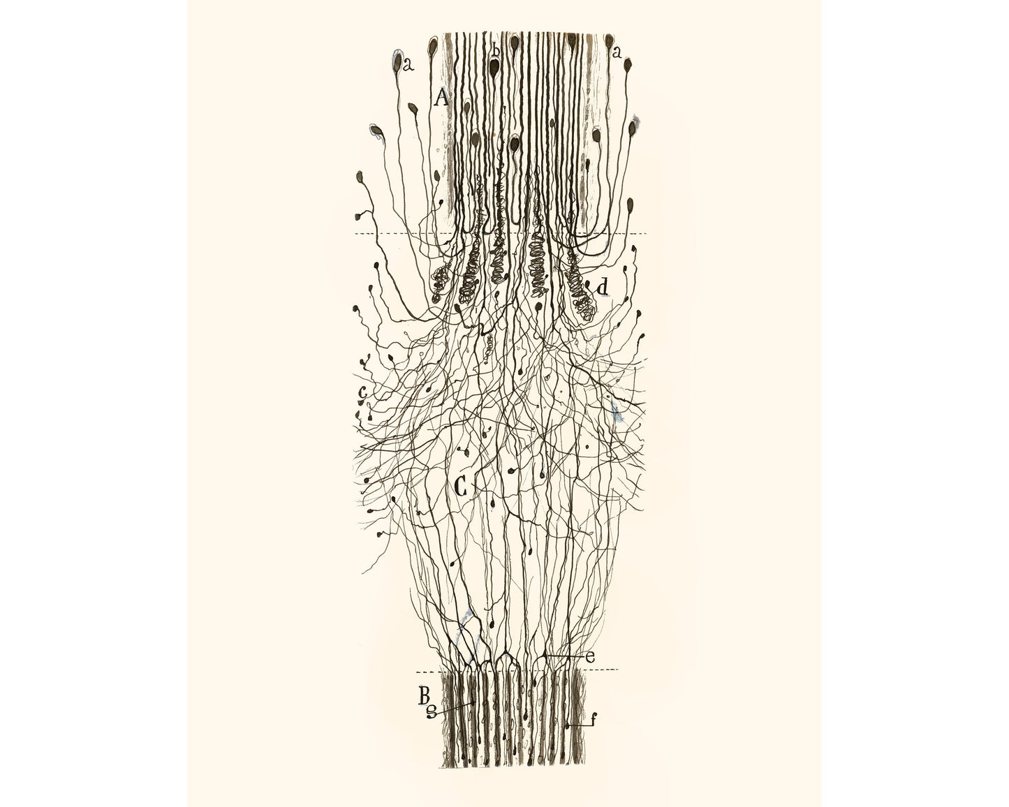 Vintage nerve cord drawing | Santiago Ramón y Cajal | Antique anatomical art | Neuroscience and Biology art | Spanish artist