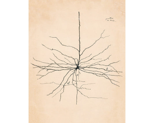 Vintage neuron drawing No. 2 | Santiago Ramón y Cajal  | Antique anatomical illustration | Neuroscience and Biology art | Abstract wall art