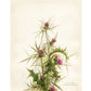 Syrian thistle  | Vintage flower art | Natural History wall art | Female artist | Modern vintage decor | Eco-friendly gift