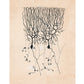 Vintage neuron drawing No. 3 by Santiago Ramón y Cajal