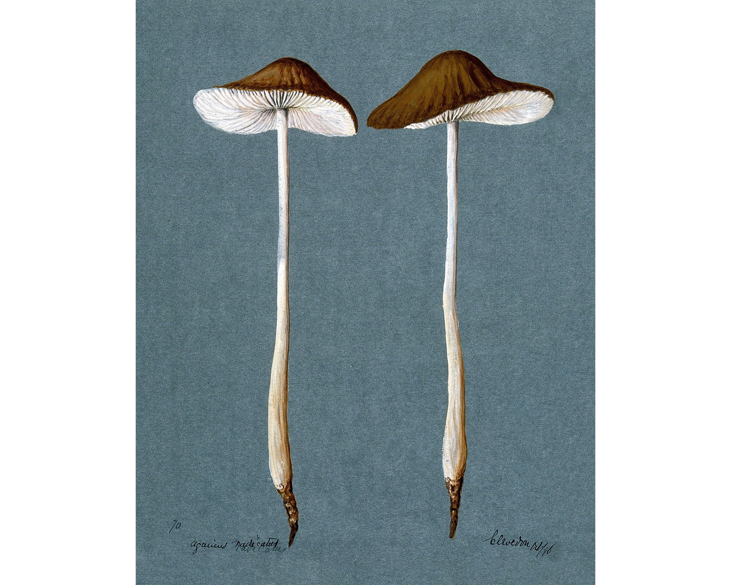 Vintage mushroom art print | Fungus, fungi illustration | Antique botanical print | Natural History wall art | Modern vintage decor