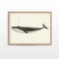 Classic Vintage Whale Poster
