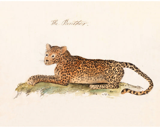 Vintage cheetah print | Antique animal art | Naturalist journal | Jungle cat wall art | Zoology illustration | Wild animal portrait