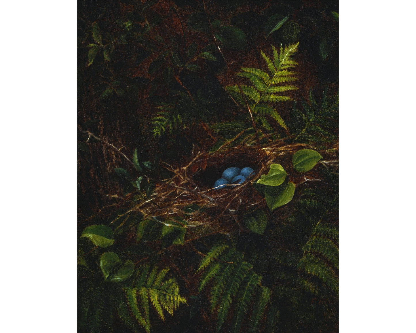 Bird nest and ferns | Vintage bird egg print | Farm and animal art | Natural history wall art | Female artist | Fidelia Bridges