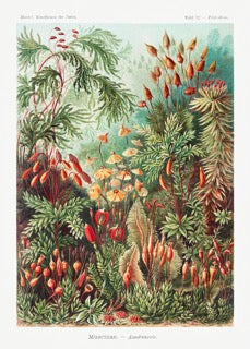 Mushrooms in the Forest I (Muscinae–Laubmoose) by Ernst Haeckel