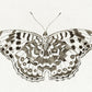 Black & White Geometric Butterfly – Vlinder by Cornelis Ploos van Amstel
