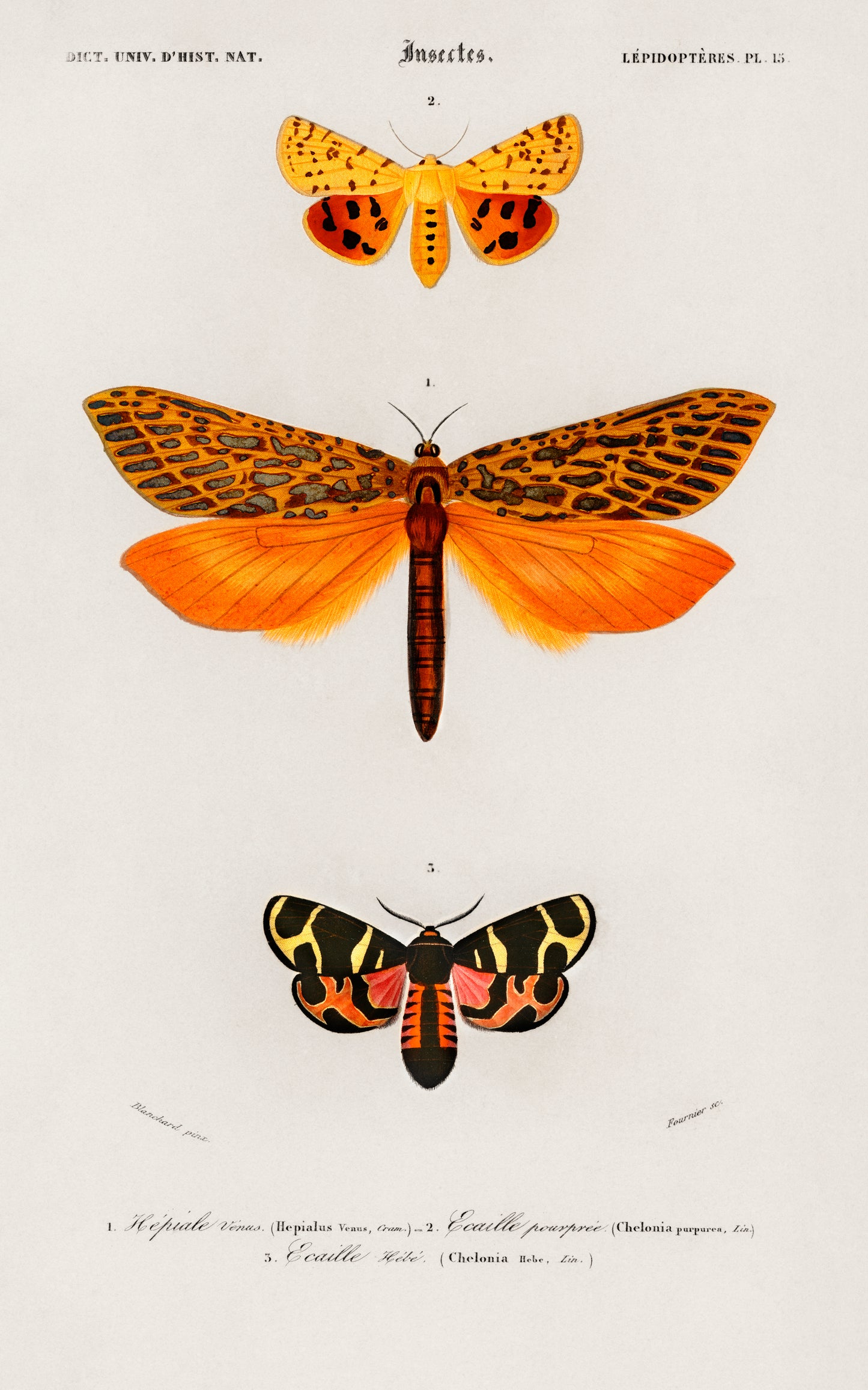Orange Butterflies, Charles Dessalines