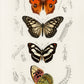Brown Butterflies, Charles Dessalines