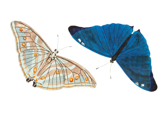 Adonis, or Bright-blue Butterfly, by George Shaw