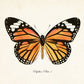 Vintage Butterfly Art Print Set (Includes 9 Prints)