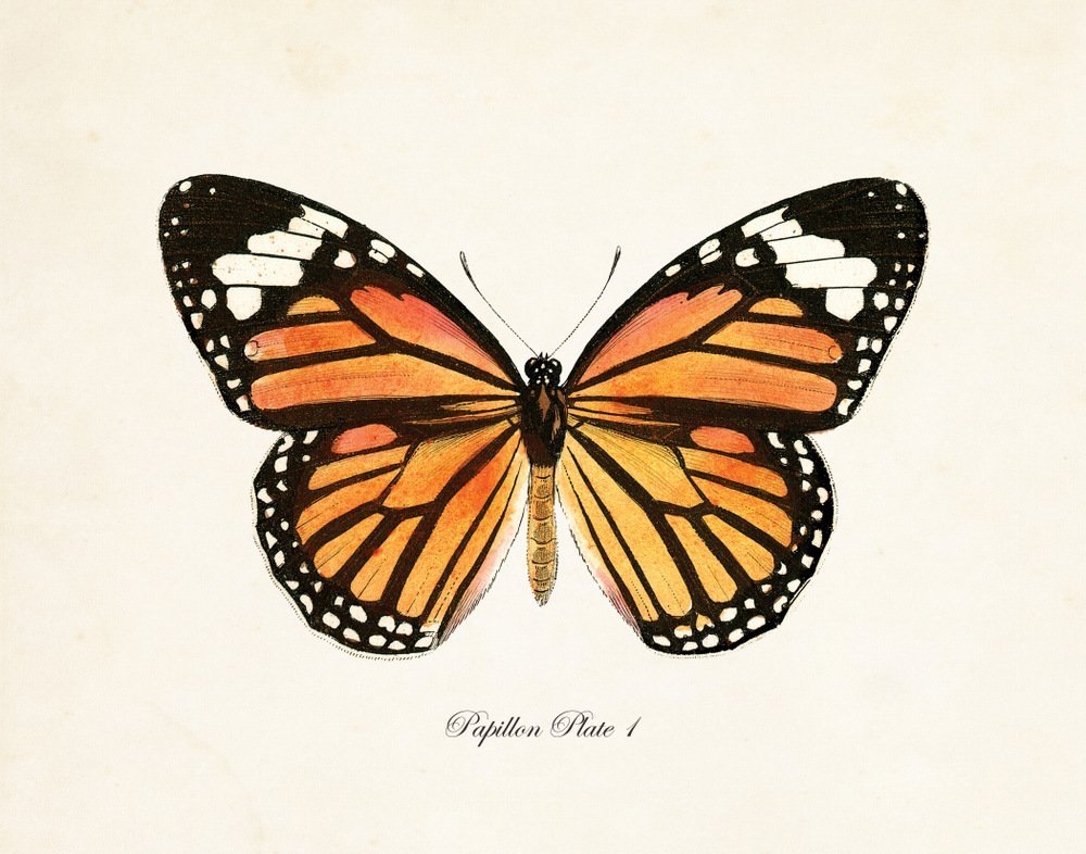 Vintage Butterfly Art Print Set (Includes 9 Prints)