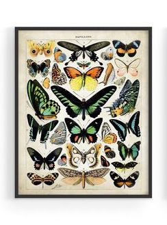 Vintage Butterfly Print III (Papillons B. by Adolph Millot)